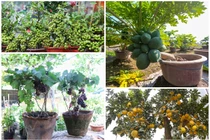 Ngắm loạt bonsai trĩu quả chơi Tết đẹp mê mẩn