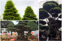 Ngã ngửa giá những cây cảnh “khủng” nhất Việt Nam