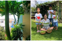 Thích thú ngắm giàn mướp trĩu quả trong nhà sao Việt 