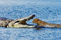 Clip: Bầy cá sấu xé xác báo đốm 