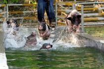 Lạ kỳ resort, cao ốc 7 tầng sang chảnh dành cho...heo