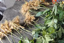 Soi 3 "hàng độc" được công nhận là sản phẩm quốc gia