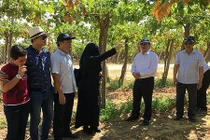 HOT: Người Việt làm vườn xanh mướt ở sa mạc Sahara 