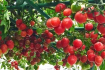 Chỉ 2 thùng xốp, mẹ đảm Hà Nội sở hữu vườn cà chua trĩu quả