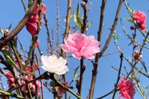 Đào 3 màu độc lạ, chỉ có 50 cây dịp Tết này... có tiền cũng khó mà mua