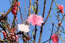 Đào 3 màu độc lạ, chỉ có 50 cây dịp Tết này... có tiền cũng khó mà mua