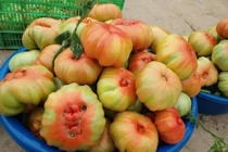 Đắt gấp đôi loại thường, cà chua múi Sơn La vẫn "hút" khách Hà thành