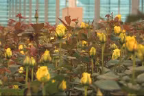 Bên trong nhà kính triệu đô trồng trăm loài hoa quý