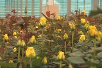 Bên trong nhà kính triệu đô trồng trăm loài hoa quý