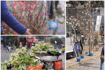  Lê rừng, đào nhỏ và hoa bưởi... hút khách ngày rằm Tháng Giêng