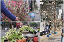  Lê rừng, đào nhỏ và hoa bưởi... hút khách ngày rằm Tháng Giêng