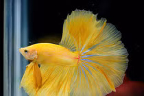 Nuôi 10 loài cá cảnh này trong nhà để tấn tài tấn lộc tiền ùa về như nước