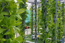 Mướt mắt vườn rau 2.000m2 trên nóc chung cư ở Sài Gòn