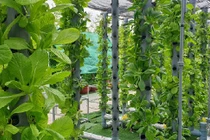 Mướt mắt vườn rau 2.000m2 trên nóc chung cư ở Sài Gòn