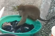 Chủ nhà kinh ngạc khi phát hiện khỉ hoang giặt quần áo hộ mình 