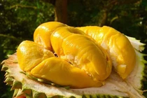 Sầu riêng ngon nhất thế giới giá gần 1 triệu đồng/kg, cực hiếm hàng