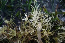 Loại rau dại xưa vứt đi giờ tiền triệu nhà giàu tranh nhau mua