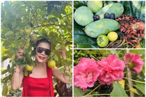 Nhà vườn “đi mỏi chân” lúc lỉu quả của ca sĩ Mỹ Lệ