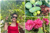 Nhà vườn “đi mỏi chân” lúc lỉu quả của ca sĩ Mỹ Lệ