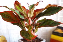 Trồng 4 loại cây này trong nhà hút tài lộc, gia chủ đổi vận tiền bạc ào ào kéo tới cửa