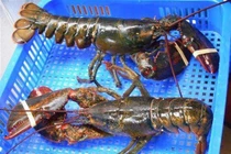 Tôm hùm Alaska chỉ 170.000 đồng/kg và sự thật “hãi hùng“