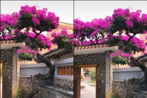 Hé lộ sự thật đằng sau giàn hoa giấy 7 tỷ gây sốt mạng