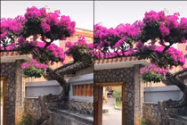 Hé lộ sự thật đằng sau giàn hoa giấy 7 tỷ gây sốt mạng