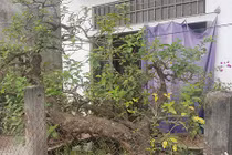 Kiểng lạ 100 tuổi, có lá tỏa hương thơm ở Nam Định