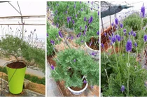 Khách hàng mê mệt với bonsai lavender chơi Tết