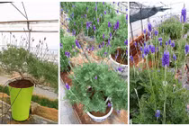 Khách hàng mê mệt với bonsai lavender chơi Tết