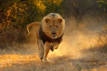 Top 10 động vật có vú chạy nhanh nhất thế giới