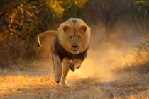 Top 10 động vật có vú chạy nhanh nhất thế giới