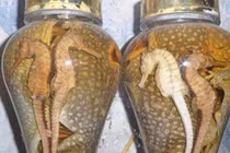 Ghê rợn ăn uống bào thai động vật hồi xuân, sung mãn của đại gia Việt