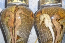 Ghê rợn ăn uống bào thai động vật hồi xuân, sung mãn của đại gia Việt