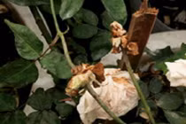 Video: Nhiều hoa héo ngay trong ngày khai mạc lễ hội hoa hồng