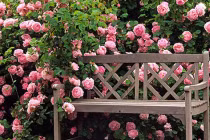 Trồng 6 cây này ở ban công để vẫy gọi tài lộc vào nhà, gia chủ làm ăn phất lên