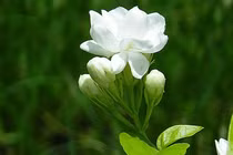 Trẻ em sinh vào 3 tháng Âm lịch này gánh lộc về nhà