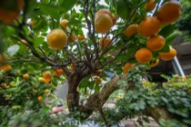 Chiêm ngưỡng quất ghép cần thăng độc lạ “cháy hàng” dịp Tết 