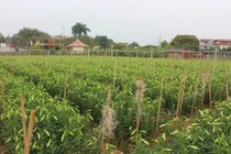 Ngắm vườn hoa loa kèn nở sớm thu lãi cả trăm triệu 