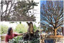 Mãn nhãn những cây mai trăm tuổi đắt ngang chung cư