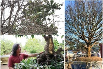 Mãn nhãn những cây mai trăm tuổi đắt ngang chung cư