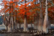 Khu rừng đỏ bí ẩn ở Nga