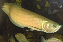 Loài cá quý hiếm khiến đại gia mạnh tay chi 10 tỷ sở hữu 