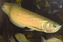 Loài cá quý hiếm khiến đại gia mạnh tay chi 10 tỷ sở hữu 