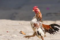 Gà tre Bắc giá trăm triệu hút dân chơi Hà thành có gì đặc biệt?