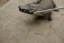 Sửng sốt cách chơi ngông bằng điện thoại của giới trẻ