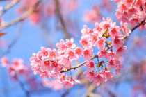 Sinh 3 tháng Âm lịch công việc suôn sẻ, làm ăn phát đạt năm 2022