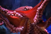 Kinh ngạc về loài sinh vật quái dị nhất hành tinh 