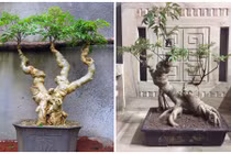 Mãn nhãn loạt bonsai đinh lăng siêu lạ mắt