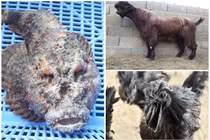 Choáng với mức giá cao ngất ngưởng của những loài “mặt quỷ"